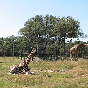 Natural Bridge Wildlife Ranch - Walk-A-Bout - Reticulated Giraffe, Red Kang