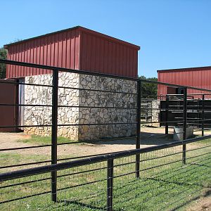 Natural Bridge Wildlife Ranch - Walk-A-Bout - Reticulated Giraffe, Red Kang