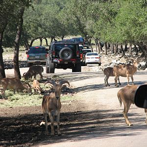 Natural Bridge Wildlife Ranch - Tatonka Range - Aoudad