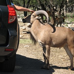Natural Bridge Wildlife Ranch - Tatonka Range - Aoudad