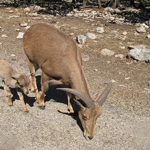 Natural Bridge Wildlife Ranch - Tatonka Range - Aoudad