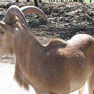 Natural Bridge Wildlife Ranch - Tatonka Range - Aoudad