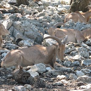 Natural Bridge Wildlife Ranch - Tatonka Range - Aoudad