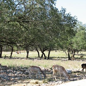 Natural Bridge Wildlife Ranch - Tatonka Range