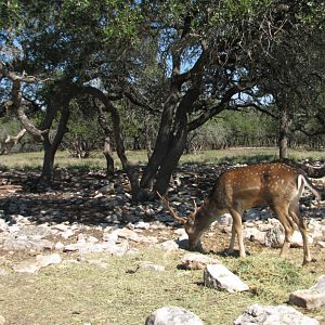 Natural Bridge Wildlife Ranch - Tatonka Range - Japanese Sika?