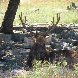 Natural Bridge Wildlife Ranch - Tatonka Range - Formosan Sika?