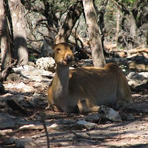 Natural Bridge Wildlife Ranch - Tatonka Range - Barasingha