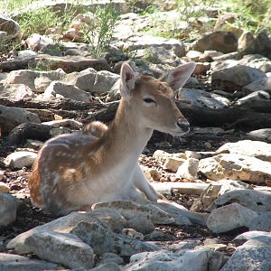 Natural Bridge Wildlife Ranch - Tatonka Range - Fallow Deer?