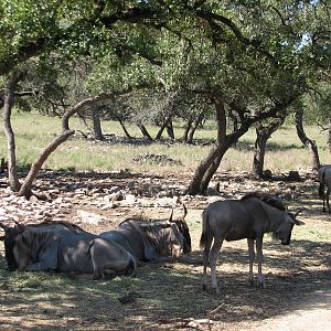 Natural Bridge Wildlife Ranch - Tatonka Range - White-bearded Gnu