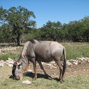Natural Bridge Wildlife Ranch - Tatonka Range - White-bearded Gnu