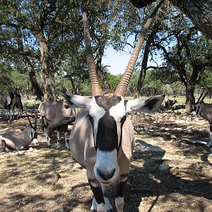Natural Bridge Wildlife Ranch - Tatonka Range - Gemsbok