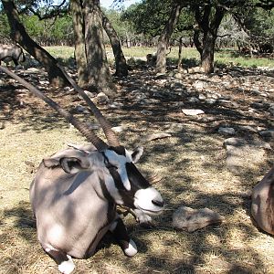 Natural Bridge Wildlife Ranch - Tatonka Range - Gemsbok