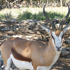 Natural Bridge Wildlife Ranch - Tatonka Range - Springbok