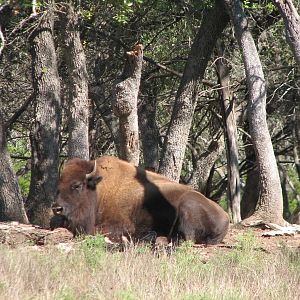 Natural Bridge Wildlife Ranch - Tatonka Range - American Bison