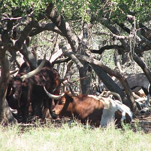 Natural Bridge Wildlife Ranch - Tatonka Range - Texas Longhorn and Watusi C