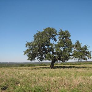 Natural Bridge Wildlife Ranch - Tatonka Range