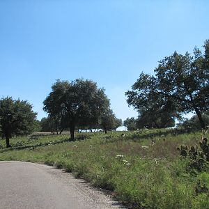 Natural Bridge Wildlife Ranch - Tatonka Range - Kilimanjaro Overlook