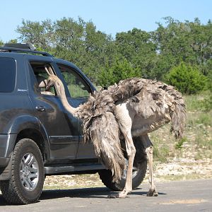 Natural Bridge Wildlife Ranch - Kenyan Preserve - Ostrich