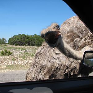 Natural Bridge Wildlife Ranch - Kenyan Preserve - Ostrich