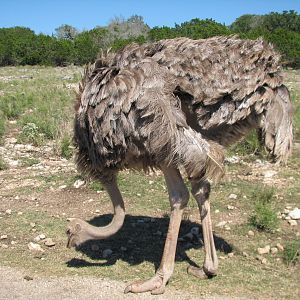 Natural Bridge Wildlife Ranch - Kenyan Preserve - Ostrich