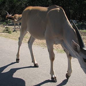 Natural Bridge Wildlife Ranch - Kenyan Preserve - Eland