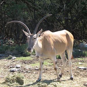 Natural Bridge Wildlife Ranch - Kenyan Preserve - Eland