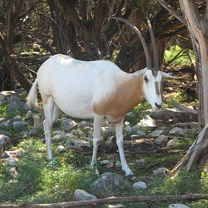 Natural Bridge Wildlife Ranch - Kenyan Preserve - Scimitar-horned Oryx