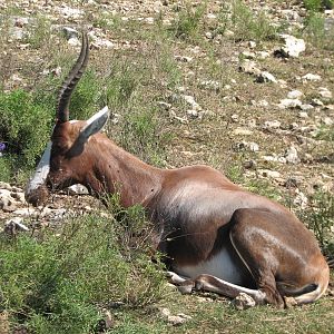 Natural Bridge Wildlife Ranch - Kenyan Preserve - Blesbok