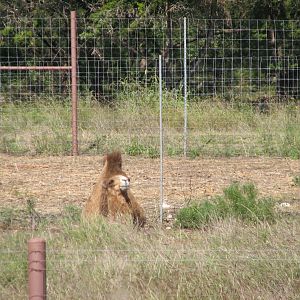 Natural Bridge Wildlife Ranch - Special Breeding Facilities - Bactrian Came