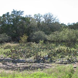 Natural Bridge Wildlife Ranch - Massai Savannah