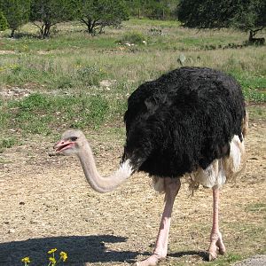 Natural Bridge Wildlife Ranch - Massai Savannah - Ostrich