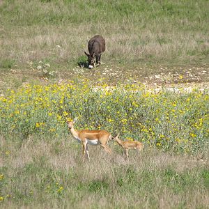 Natural Bridge Wildlife Ranch - Massai Savannah - Sicilian Donkey and Black