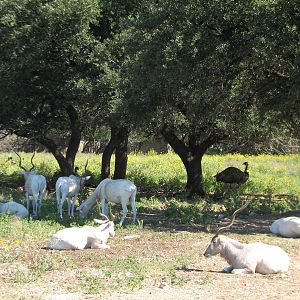 Natural Bridge Wildlife Ranch - Massai Savannah - Addax and Rhea