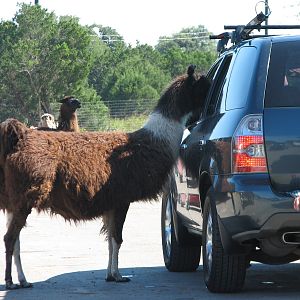Natural Bridge Wildlife Ranch - Massai Savannah - Llama