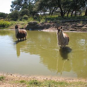Natural Bridge Wildlife Ranch - Massai Savannah - Llama