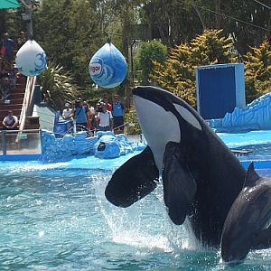 Orca at Mundo Marino
