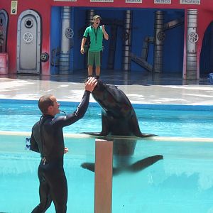 Sea lion at Mundo Marino