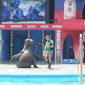 Elephant seal at Mundo Marino