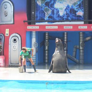 Elephant seal at Mundo Marino