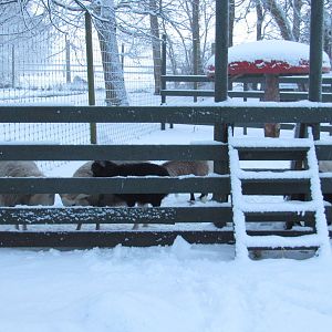 Winter at the petting zoo