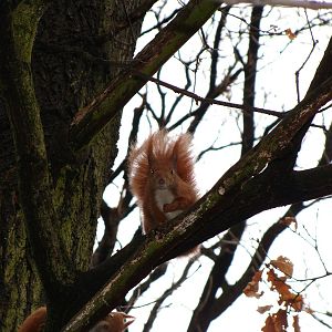 Sciurus vulgaris