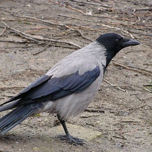 Corvus cornix