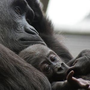 Tiny the Baby Gorilla with mum Mjukuu