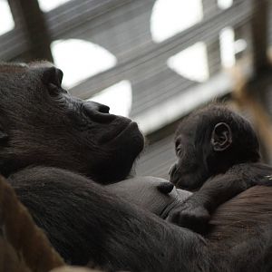 Tiny the Baby Gorilla suckling