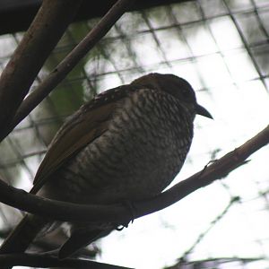Female Regent Bowerbird, Australian Reptile Park