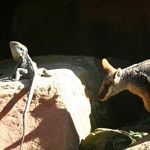 Multi-Species Interaction, Australian Reptile Park