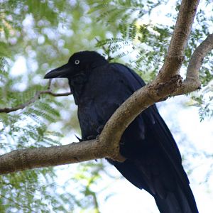 Wild Australian Raven, Taronga Zoo