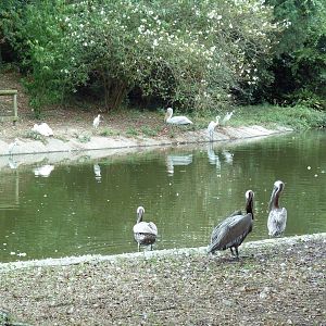 Baton Rouge Zoo - Waterfowl Pond (4 Species)