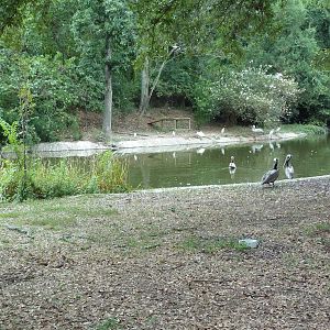 Baton Rouge Zoo - Waterfowl Pond (4 Species)