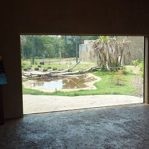 Baton Rouge Zoo - Realm Of The Tiger